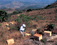 天然のハーブが点在する山中の提携養蜂場で採集されるプロポリス(ブラジル:ミナス・ジェライス州)