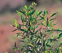 プロポリスの起源植物(野生のハーブ)